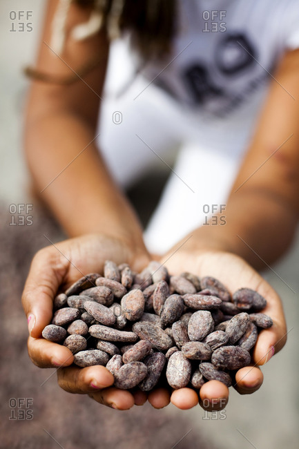 A woman holds a handful cacao beans in her hands in the small, remote village of chuao, venezuela