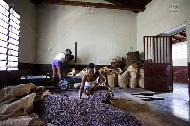 Cacao workers works in a warehouse with piles of cacao beans in the small, remote village of chuao, venezuela