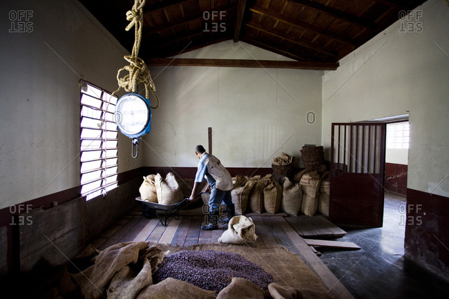 A cacao worker  works in a warehouse with piles of cacao beans in the small, remote village of chuao, venezuela