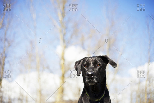 black lab 3s
