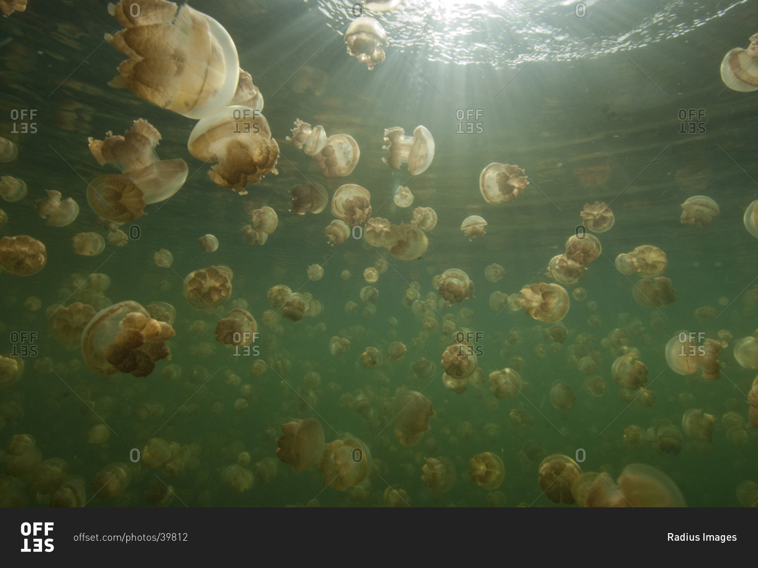 Large Group of Stingless Jellyfish (Ornate Cassiopeia) Underwater with Rays of Sunlight Shining through Water, Palau, Micronesia