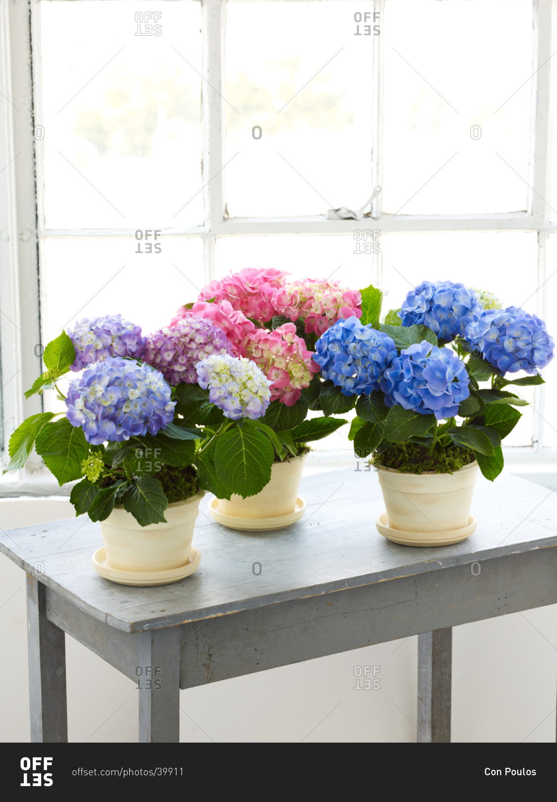 Blue and pink hydrangea in flowerpot