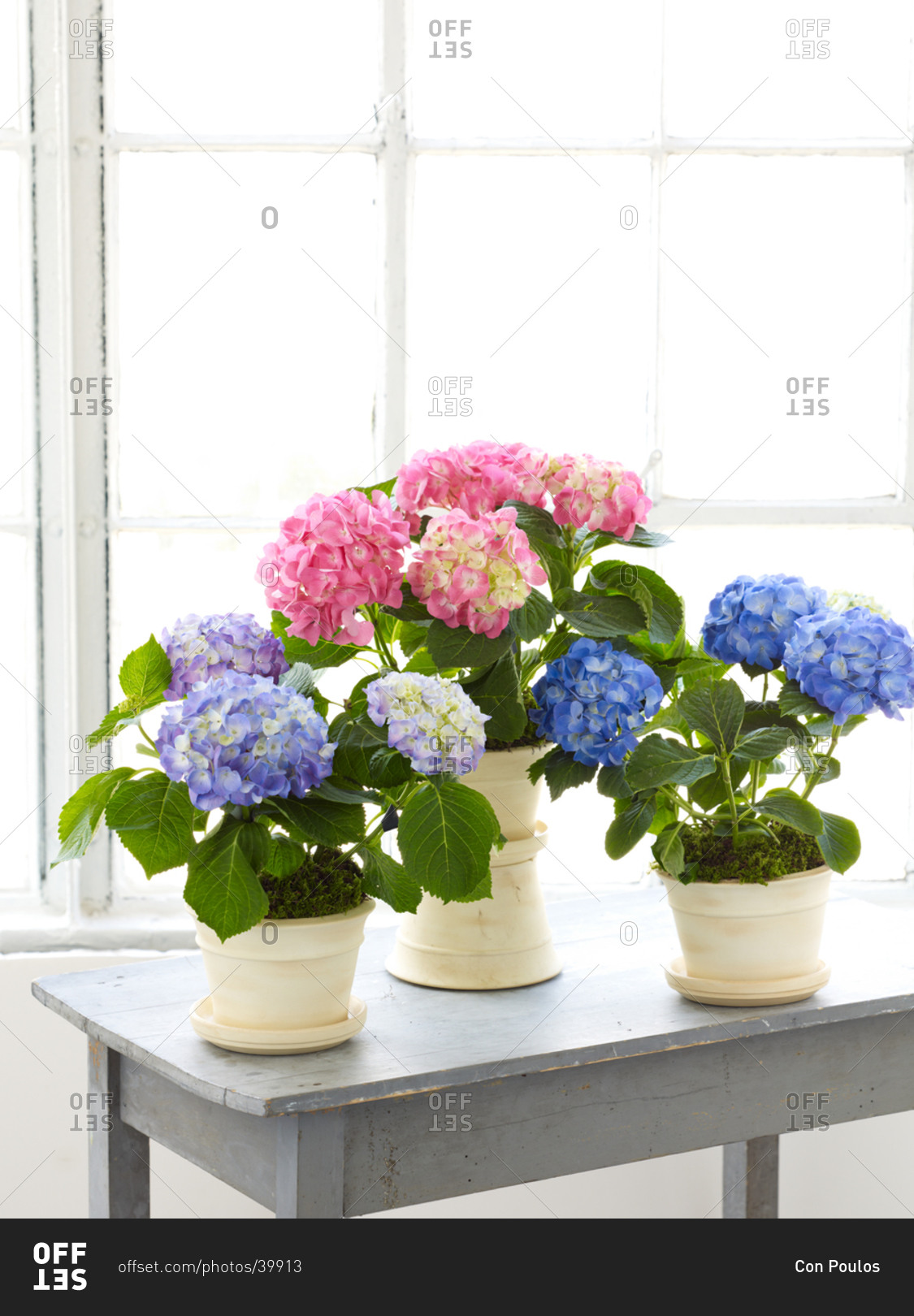 Blue and pink hydrangea in flowerpot