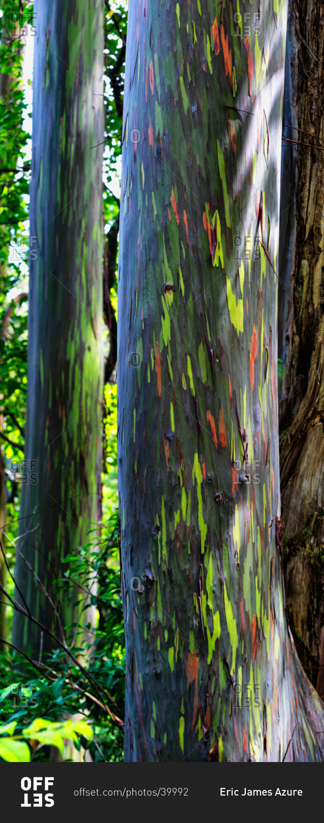 Rainbow eucalyptus trees in Maui, Hawaii stock photo OFFSET