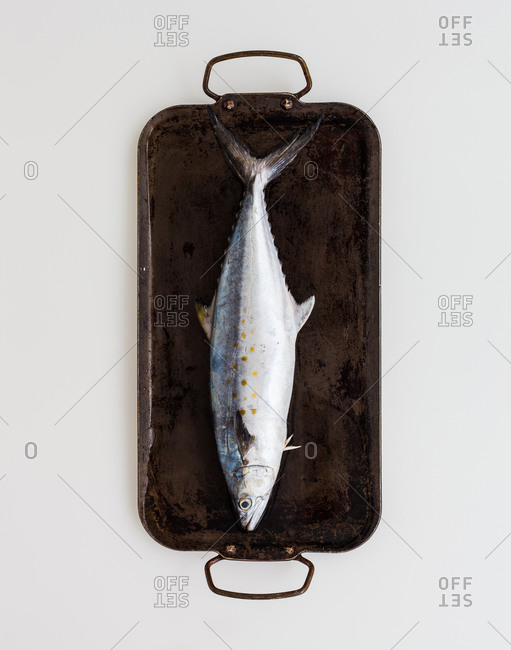 Raw whole mackerel displayed on vintage tray