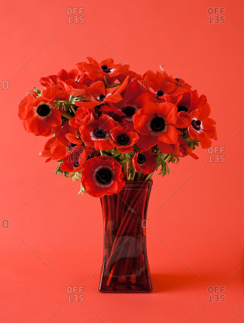 Red Poppy Bouquet On Red Background Stock Photo Offset