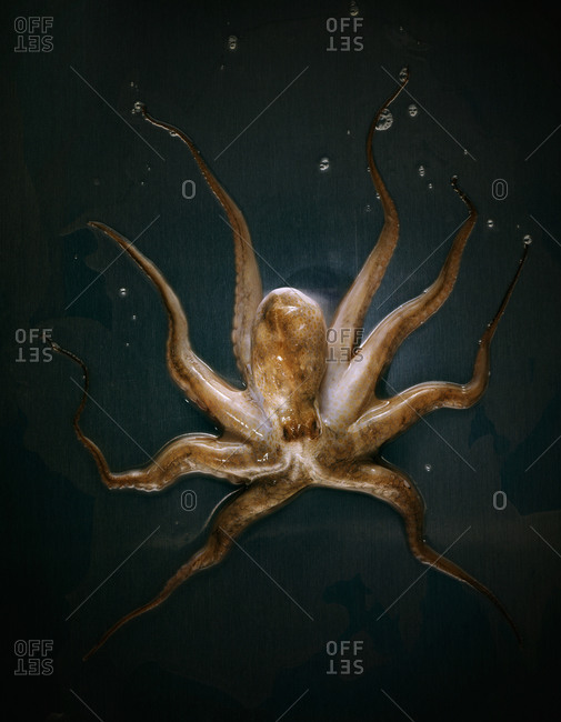 Ventral view of large octopus