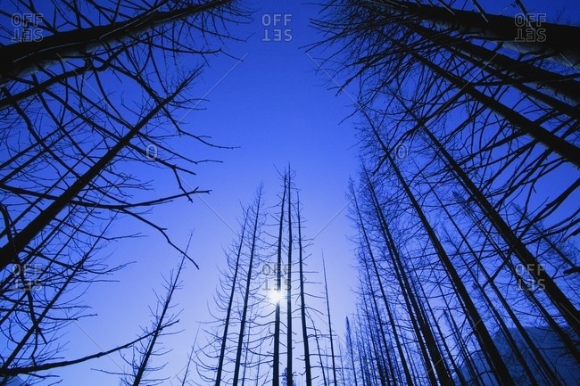 A Bare Forest