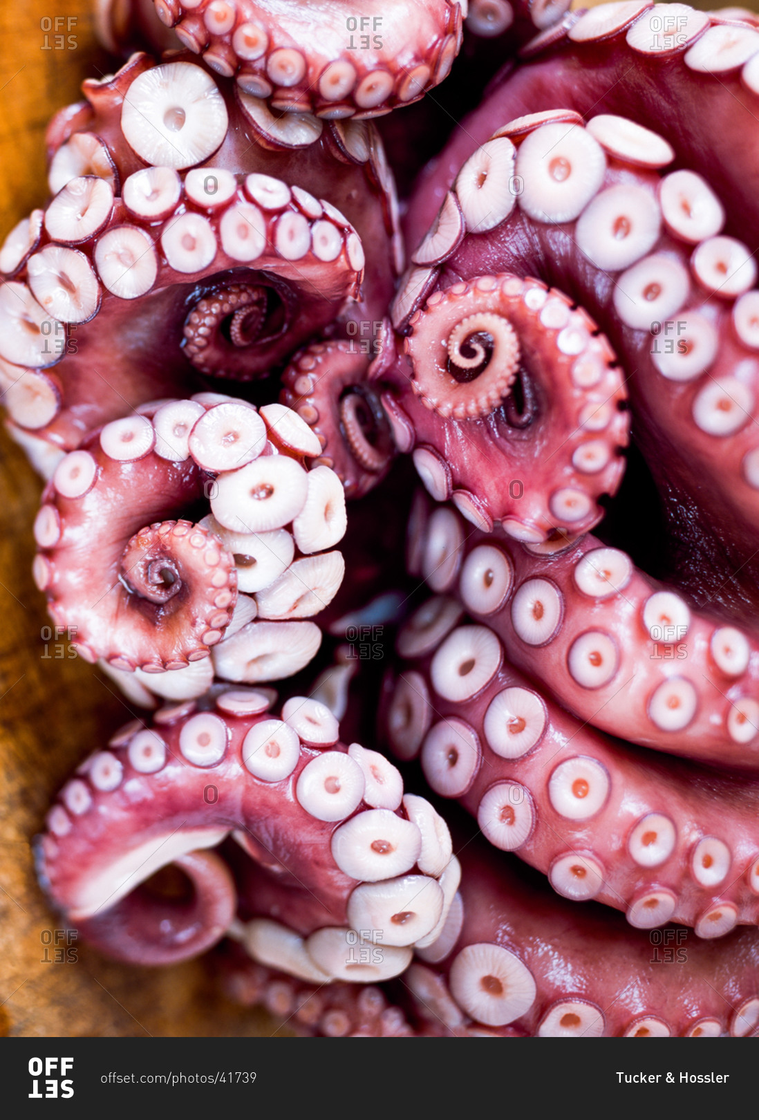 octopus octopus tentacles