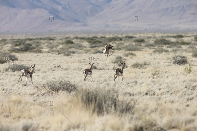 Gazelles running in grassland, Namibia