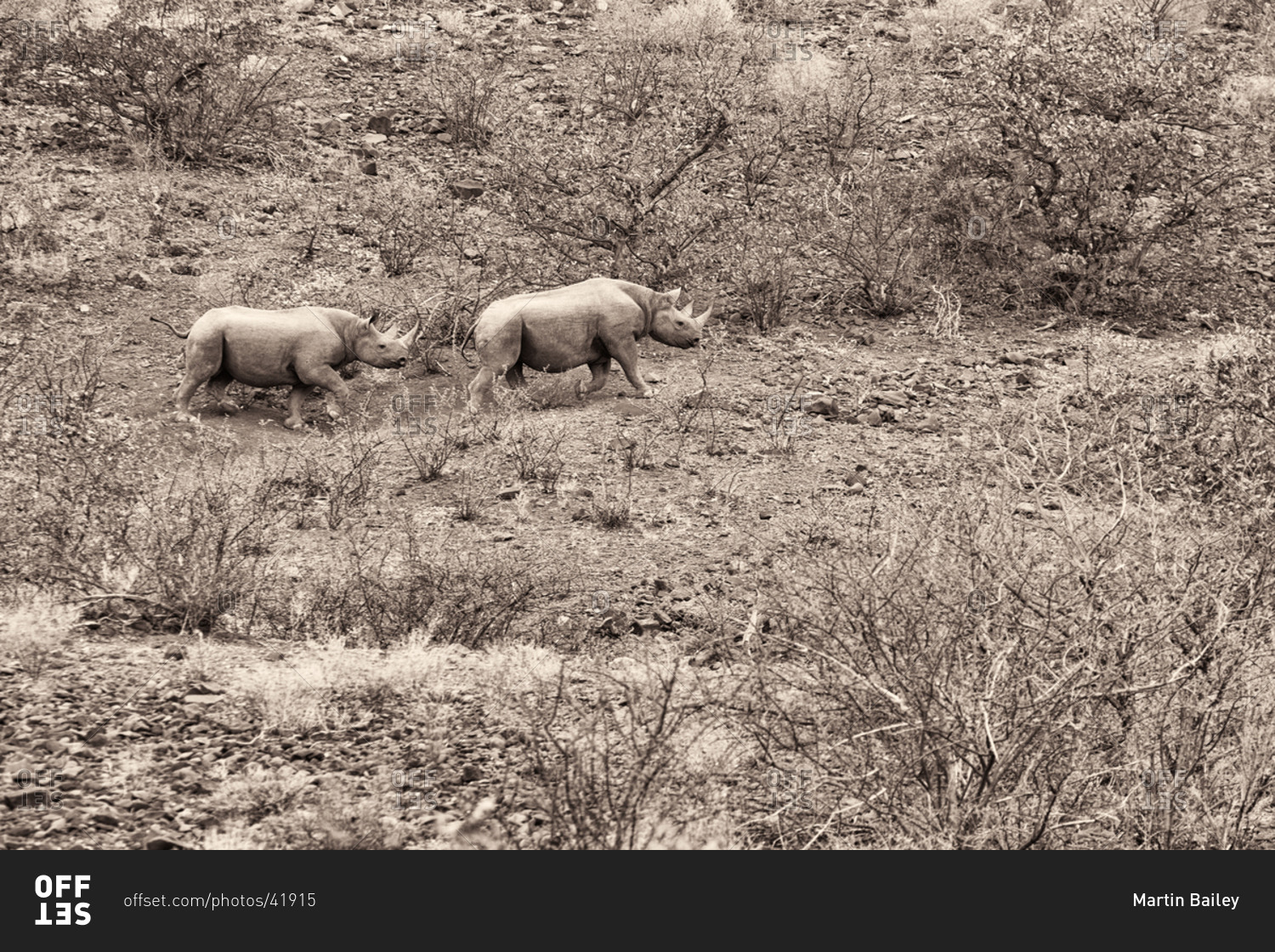 Two Black Rhinos roaming in Namibia