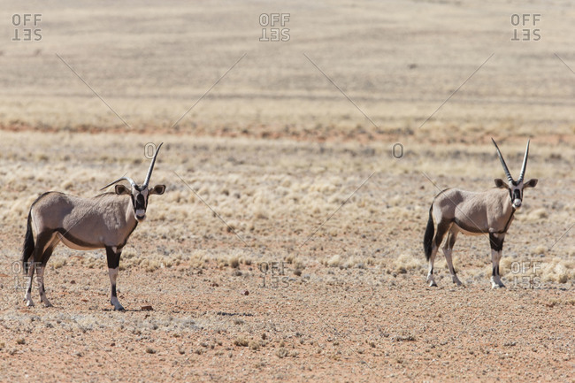 Gazelles grazing in grassland, Namibia