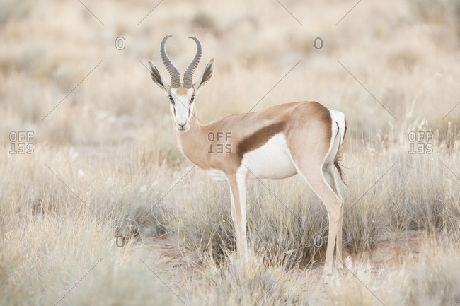 Gazelle grazing in grassland, Namibia