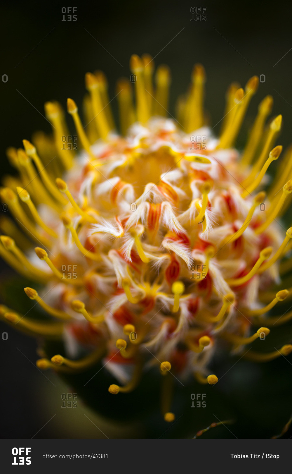 A Pincushion Protea 'Veld Fire' (Leucospermum) flower, close-up