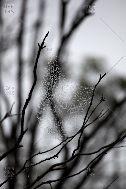 Patterned cobweb between branches covered in rain droplets