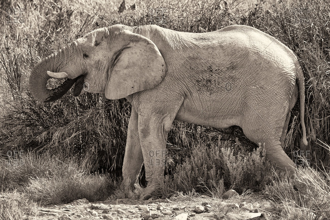 African Elephant feeding on a bush in Namibia