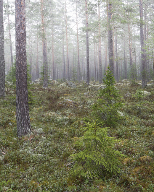 Foggy forest in Sweden - Offset