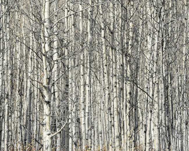 Bare birch trees in Yukon Territory, Canada