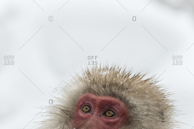 Portrait of Japanese macaque - Offset