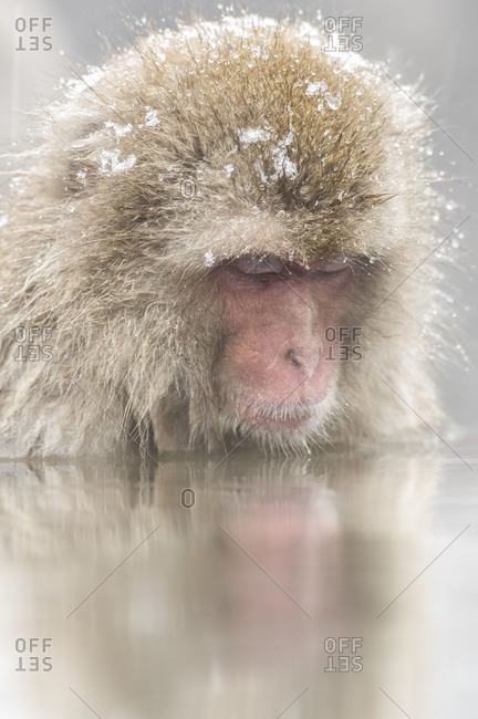 Japanese macaque bathing in hot springs in Yamanouchi, Japan.