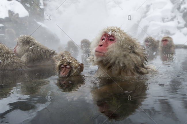 Group of Japanese macaque bathing in hot springs near Nagano, Japan.