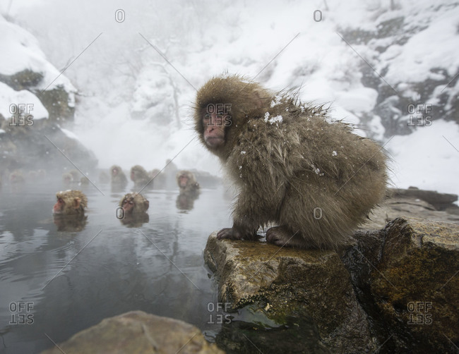 Group of Japanese macaque bathing in hot springs near Nagano, Japan.