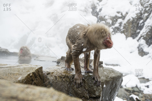 Japanese macaque bathing in hot springs near Nagano, Japan.