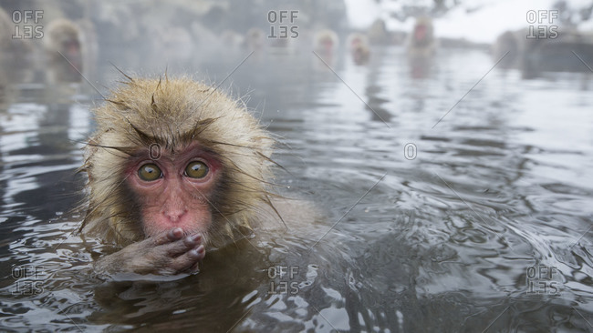 Juvenile Japanese macaque bathing in hot springs near Nagano, Japan.