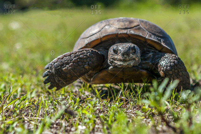 A gopher tortoise crawls on the ground