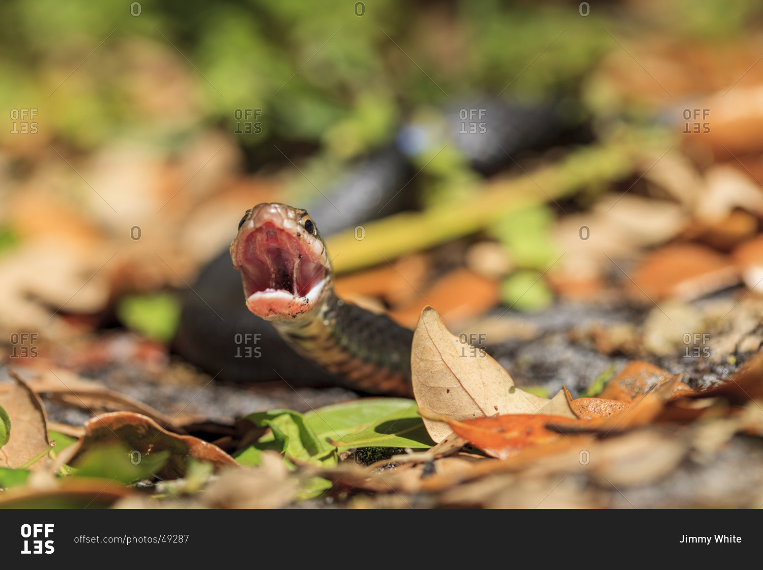An Aggressive Black Racer Snake Stock Photo Offset