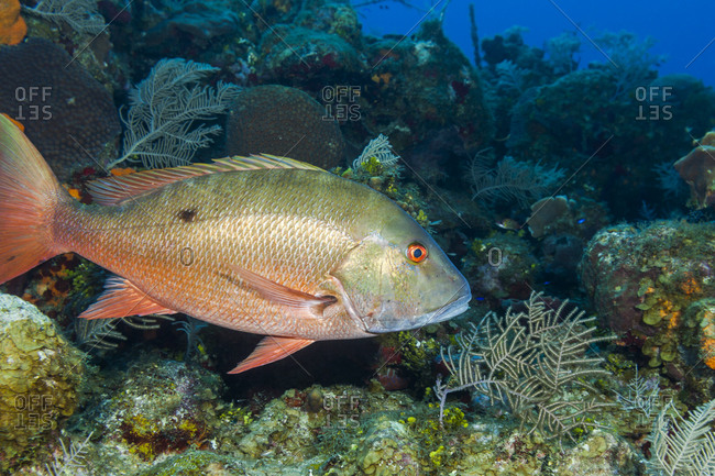 A Mutton snapper swims close to a coral reef stock photo - OFFSET