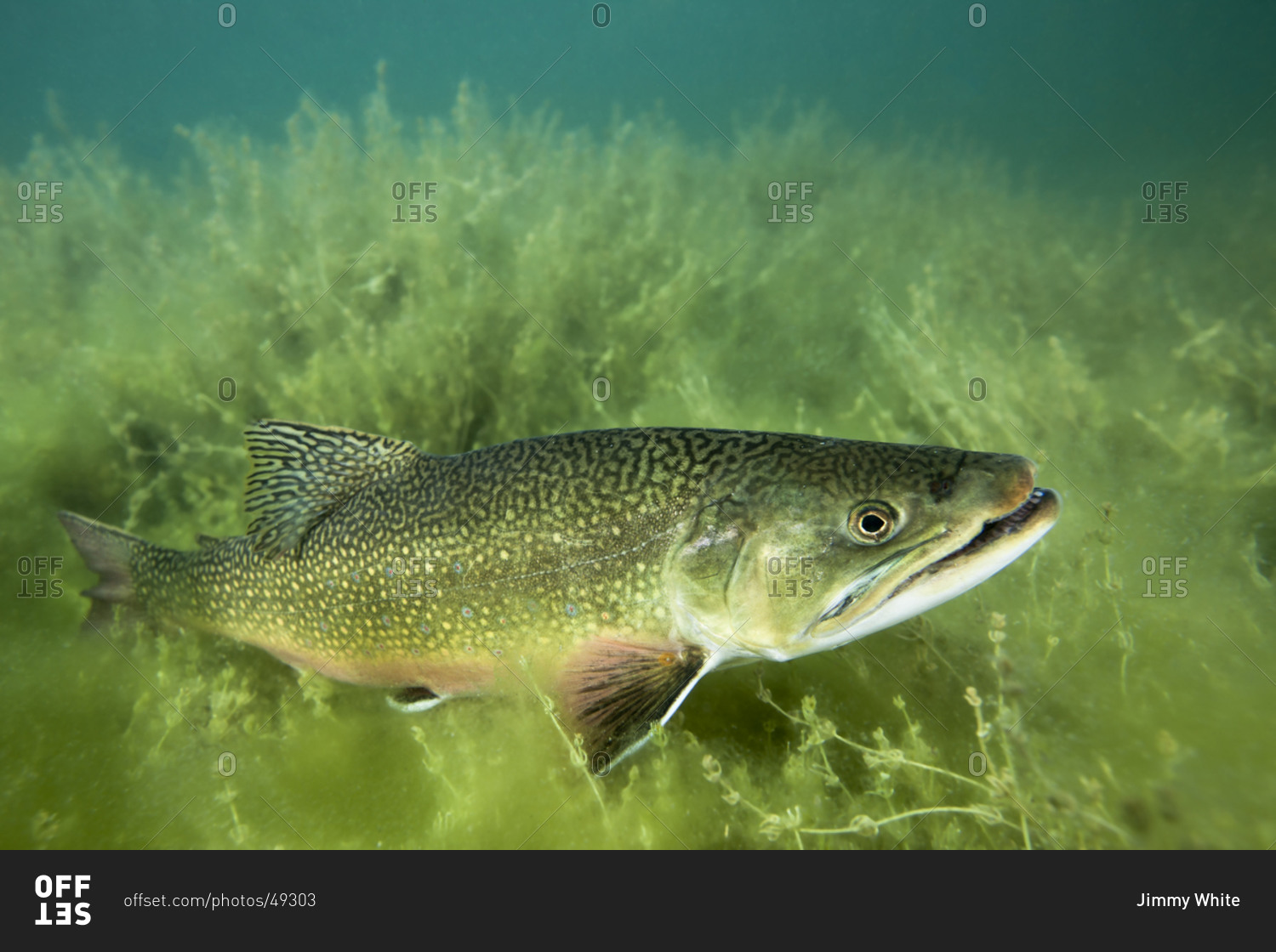 trout swimming underwater