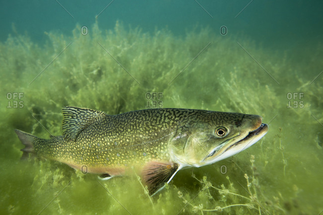A lake trout swimming