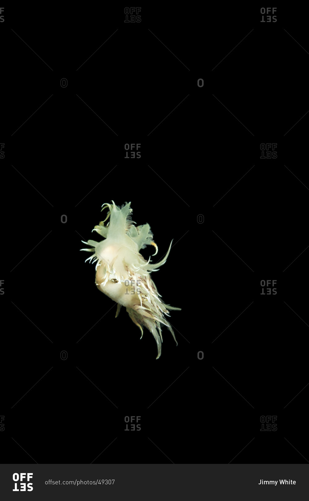 A Nudibranch mollusk floating in the depths of the ocean