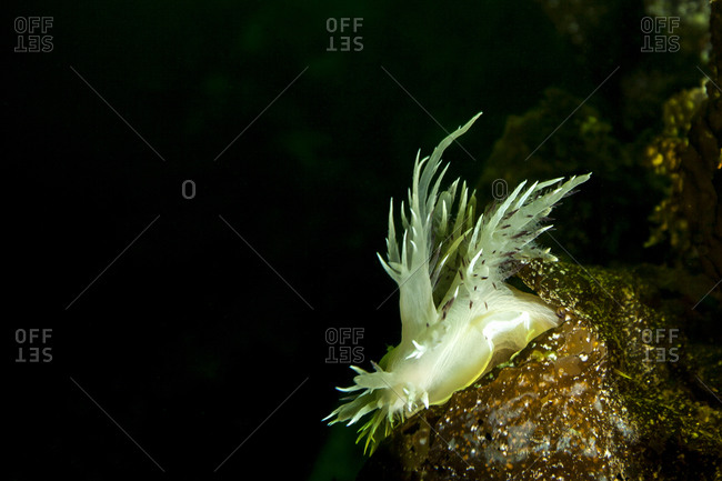 A Nudibranch mollusk in the ocean