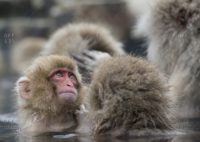 Adult Japanese macaque grooms juvenile at hot spring in Yamanouchi, Japan.