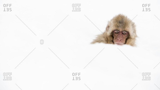 Juvenile Japanese macaque sitting in snow in Yamanouchi, Japan.