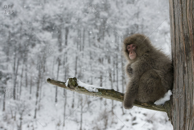 Juvenile Japanese macaque sitting on tree branch in Yamanouchi, Japan.