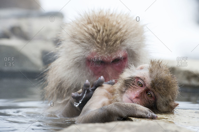 Adult Japanese macaque grooms juvenile at hot spring in Yamanouchi, Japan.