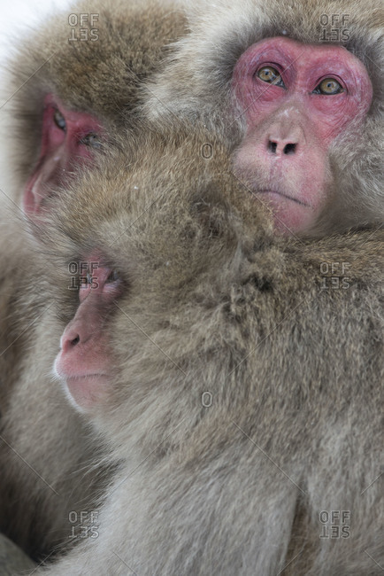 Japanese macaque cuddle in Yamanouchi, Japan.