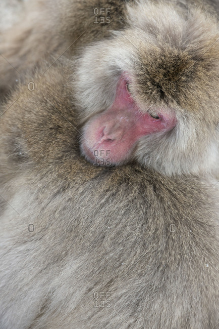 Japanese macaque cuddle in Yamanouchi, Japan.