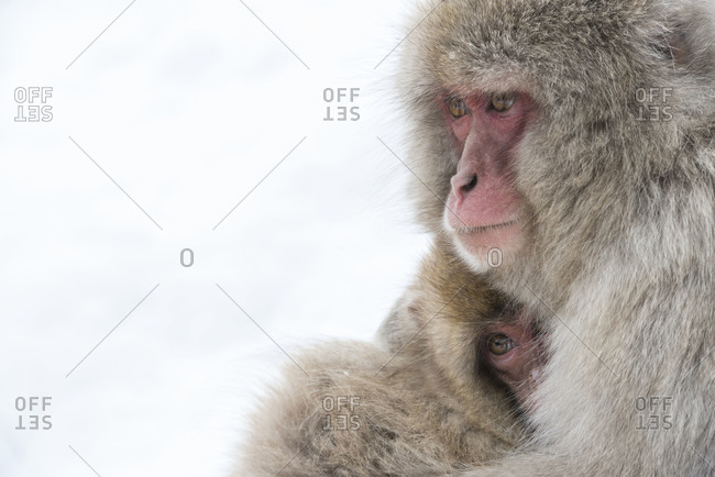 Japanese macaque embrace in Yamanouchi, Japan.