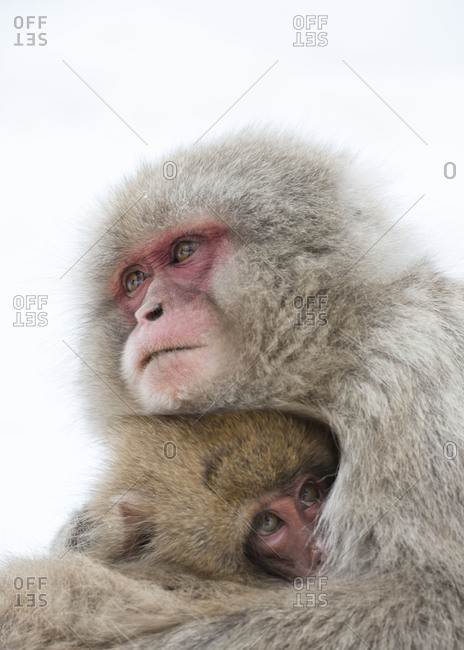 Japanese macaque embrace in Yamanouchi, Japan.