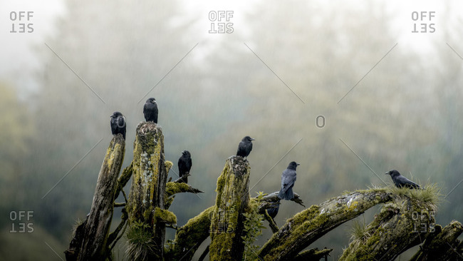 Crows perched on a tree in the Khutzeymateen Inlet, Northern British Columbia, Canada