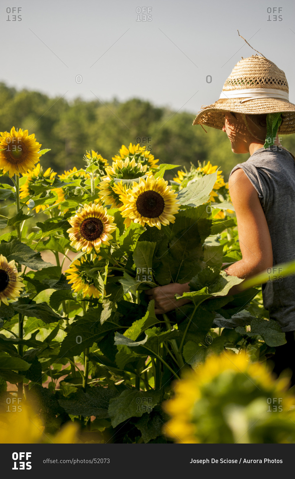 Partial view of a farm worker in a field harvesting organically grown sunflowers.