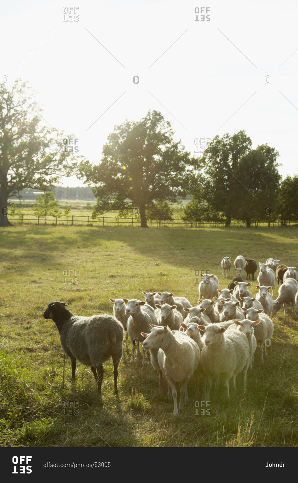 Flock of sheep on pasture