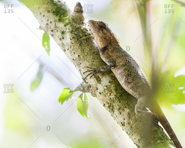 Common tree lizard on tree
