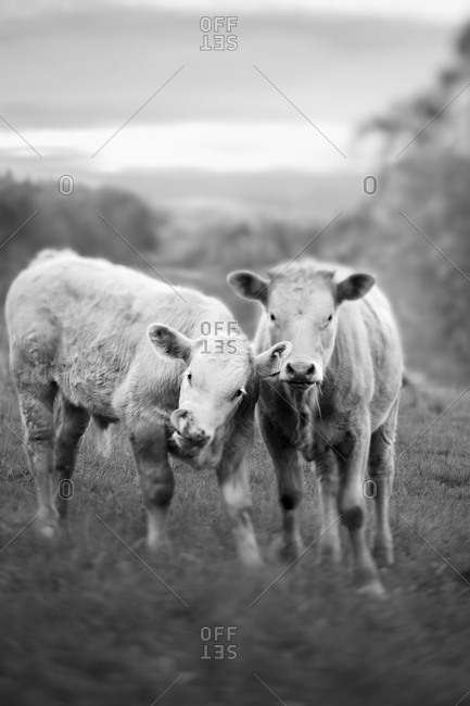 Two cows on pasture