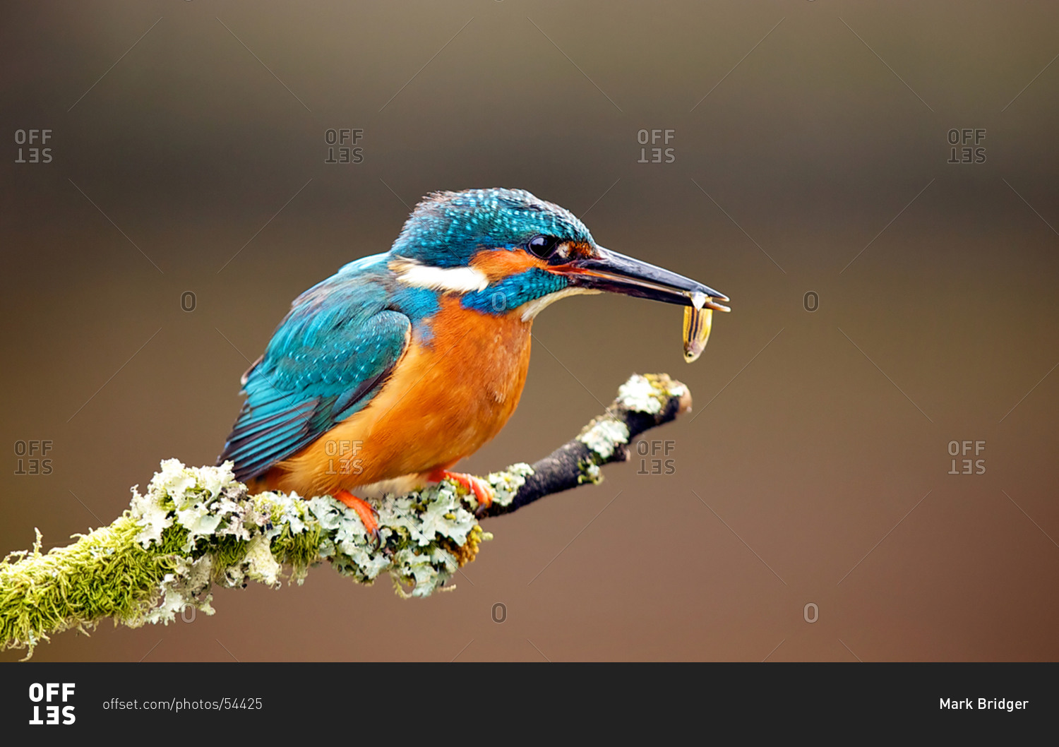Kingfisher bird feeding on a branch