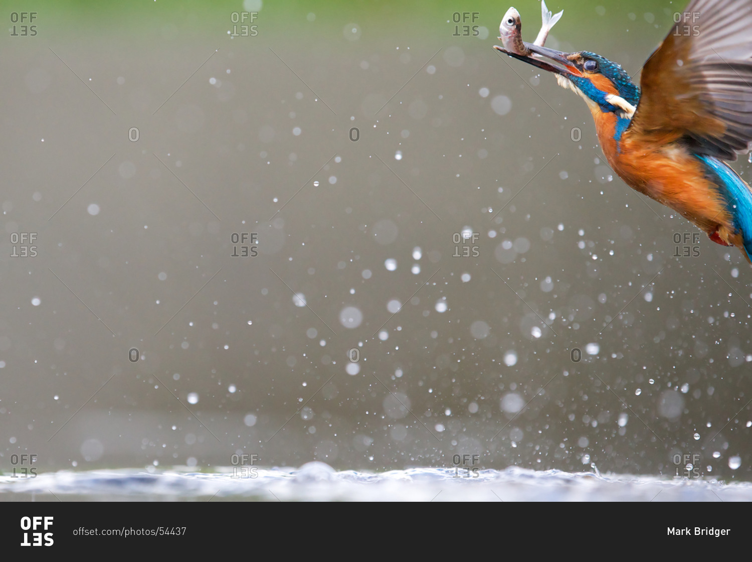 Portrait of kingfisher bird flying with fish